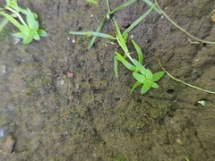 Callitriche cophocarpa