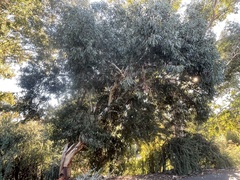 Eucalyptus kitsoniana