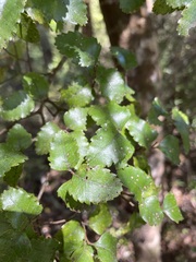 Nothofagus