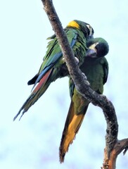 Primolius auricollis