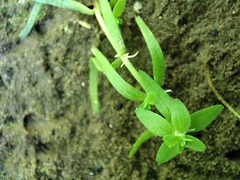 Callitriche cophocarpa