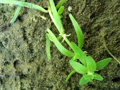 Callitriche cophocarpa