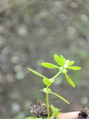 Callitriche cophocarpa