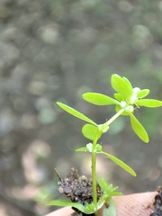 Callitriche cophocarpa