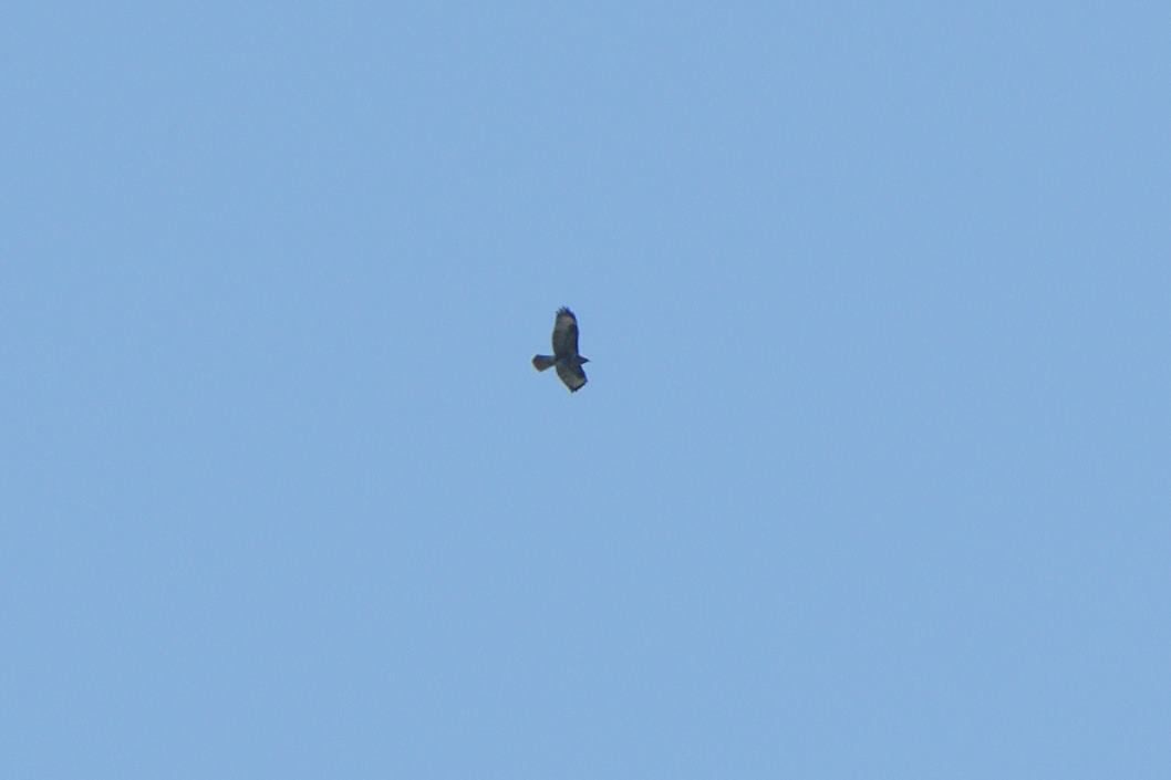 Common Buzzard