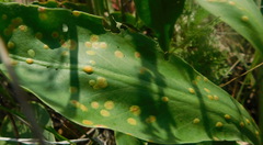 Uromyces limonii