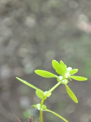 Callitriche cophocarpa