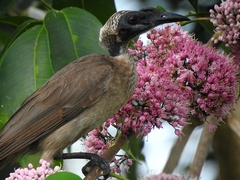 Philemon buceroides