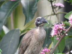 Philemon buceroides