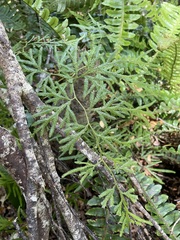 Lycopodium volubile