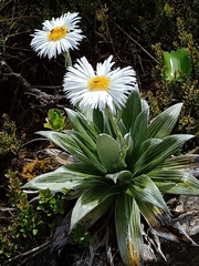 Celmisia semicordata