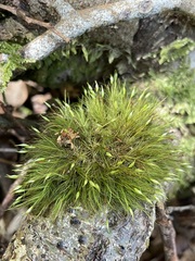Dicranoloma menziesii