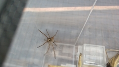 Heteropoda tetrica