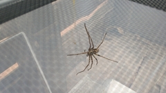 Heteropoda tetrica