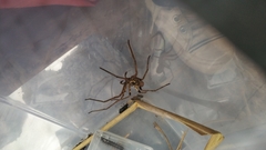 Heteropoda tetrica