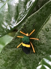 Paryphes