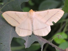 Eupterote bifasciata