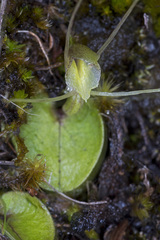 Corybas