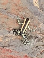 Dendrobates truncatus