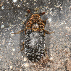 Dermestes undulatus