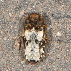 Dermestes undulatus