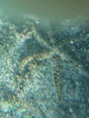 Coscinasterias tenuispina