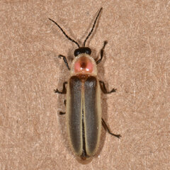 Photinus pyralis