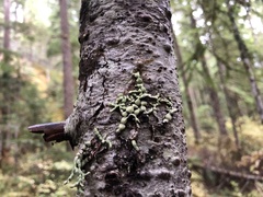 Hypogymnia occidentalis