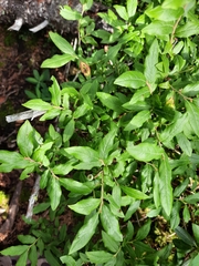 Vaccinium myrtilloides image