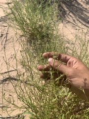 Corispermum americanum