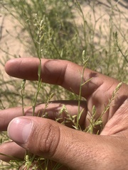 Corispermum americanum