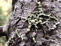 Hypogymnia occidentalis