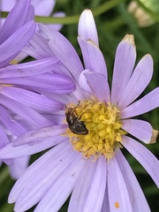 Steganopsis melanogaster