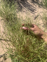 Corispermum americanum