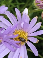 Steganopsis melanogaster