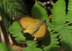 Hypocysta adiante