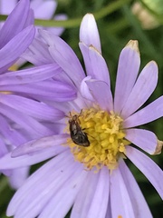 Steganopsis melanogaster