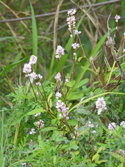 Persicaria bicornis