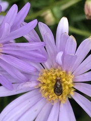 Steganopsis melanogaster