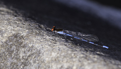 Argia oenea