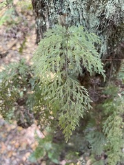 Hymenophyllum demissum