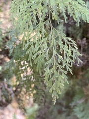 Hymenophyllum demissum