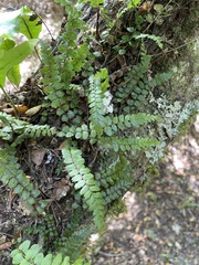 Blechnum filiforme