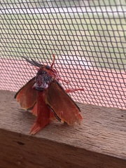 Edebessa purens