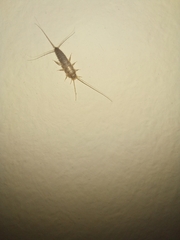 Ctenolepisma