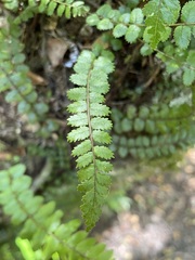 Blechnum filiforme