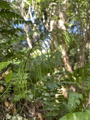 Blechnum filiforme