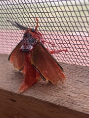 Edebessa purens
