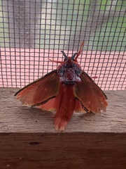 Edebessa purens