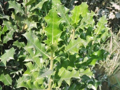 Acanthus ilicifolius